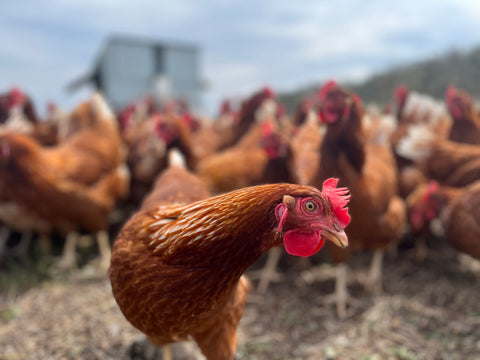 What do our hens eat?