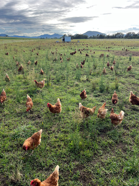 What conditions do our hens live in?