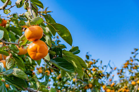 Persimmon